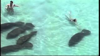 SNN: People caught harassing manatees