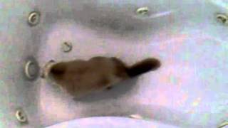 Bath Time for Shansu.avi