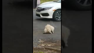 Poor kitty 😭 #dog #cat #doggy #style #kitty #puppy #shorts #meme #memes #fyp #viral #unusual #gross