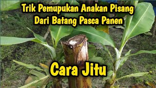 Trik Pemupukan Pisang Dari Batangnya Pasca Panen
