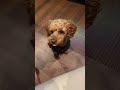 パン食ってたら笑笑