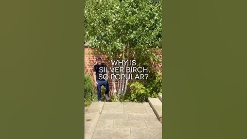 Why Is Silver Birch So Popular?
