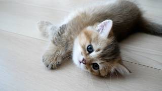 Cute kitten can't sleep because the brothers are too noisy, engrossed in their toys...