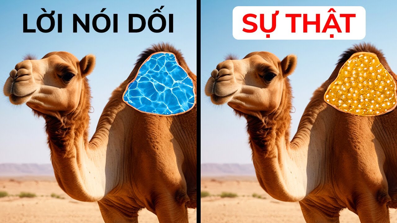 Hơn 50 sự thật về động vật chưa ai kể cho chúng tôi trong lớp sinh học