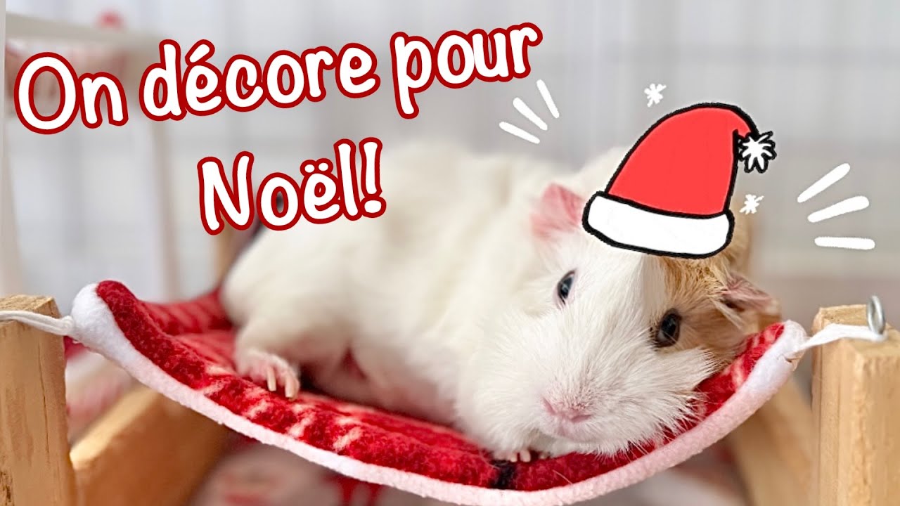 On décore pour Noël la cage des cochons d'Inde! Édition 2024
