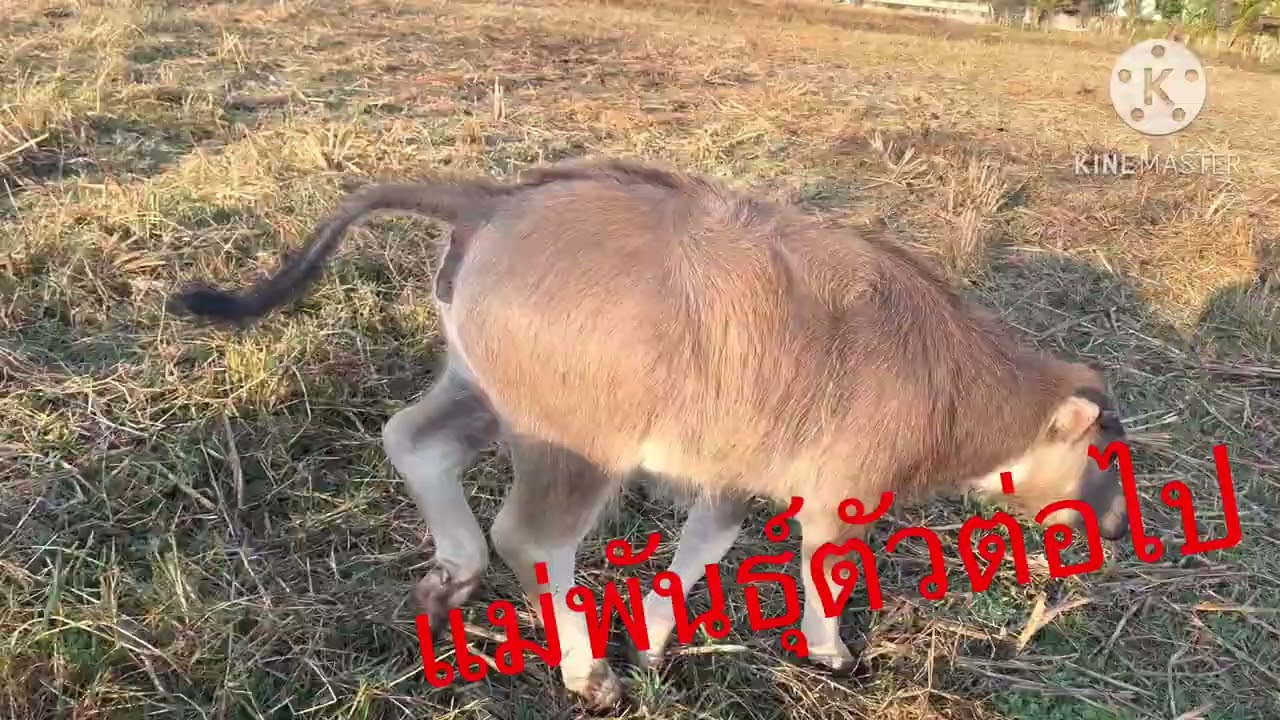 อยากให้ควายอ้วนๆต้องเอ็ดแบบนี้