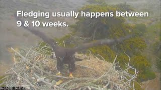 From Nest to Fledge | Leaving The Nest!