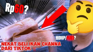 nekat‼️beli ikan Channa dari tiktok shop. #channa#unboxing#stewartii#tiktok#viral#belanja