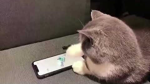 A WeChat Gaming Cat