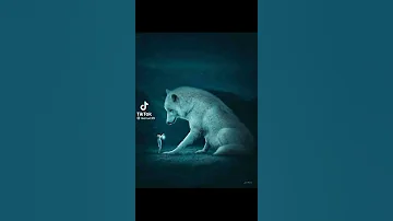 انا تاج ما ينحط فوق كل راس 