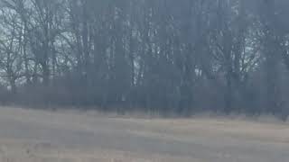 worlds farthest shot with a 17hmr 300 yards