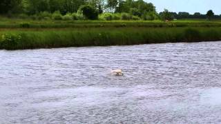 De Natuur. Een Lepelaar In De Zeggepolder Bij Terh