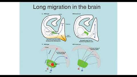 Morphogenetic gradients: computational principles Part IIa/IV