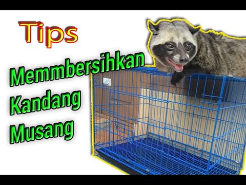 Video: Cara Membersihkan Cerpelai Ringan