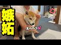大好きな兄が妹犬とイチャイチャしたら拗ねた姉犬が可愛い行動に…