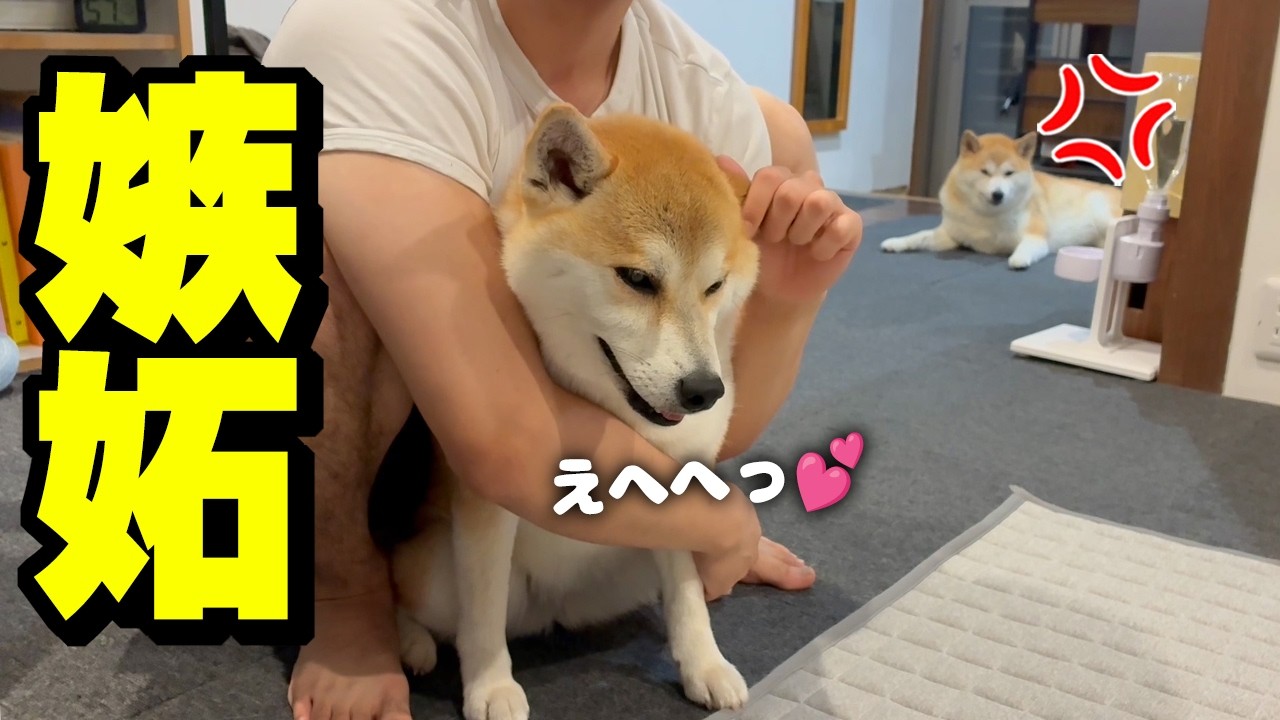 大好きな兄が妹犬とイチャイチャしたら拗ねた姉犬が可愛い行動に…