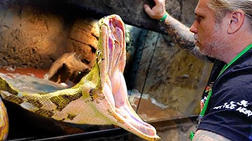 GIANT SNAKE GOES NUTS!! BITES ME!! | BRIAN BARCZYK