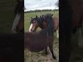 A day in the life of Bramble &amp; Hunter #pony #horse #animals #love #fyp