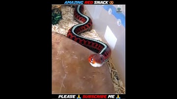 WOW....😱 amazing Red Snake 🐍🐍😍#shorts