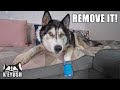 Husky NOT Happy About Wearing a Boot it! He HATES it!