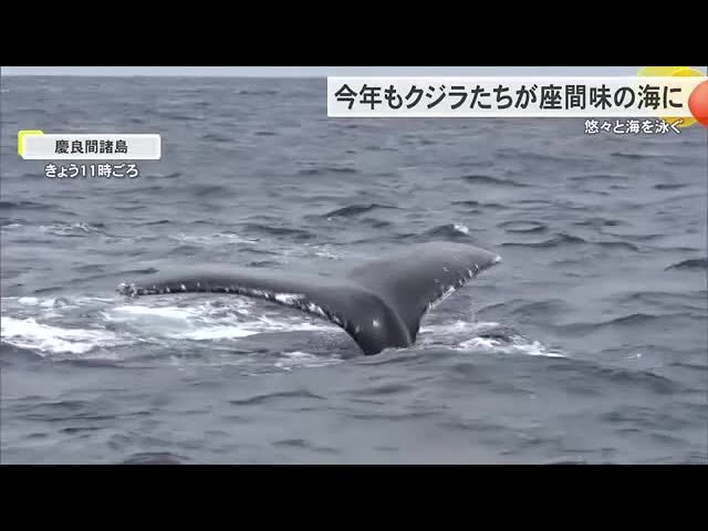 這うクジラ Large and leisurely Whales have returned to Zamami Island this