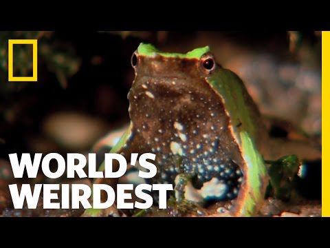 Frog Father "Spits Out" Young | World's Weirdest