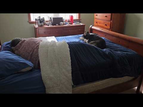 You’re more likely to disrupt your dog’s sleep than they are yours, new study finds
