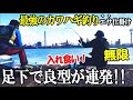堤防の足下で良型のカワハギが連発!確実に仕留める3種のエサと釣り方でカワハギが釣れ続けて凄かった!【1日カワハギチャレンジ】