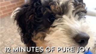 12 Week Old Mini Bernedoodle Puppy&#39;s First Month Home Part 6 (Final One)