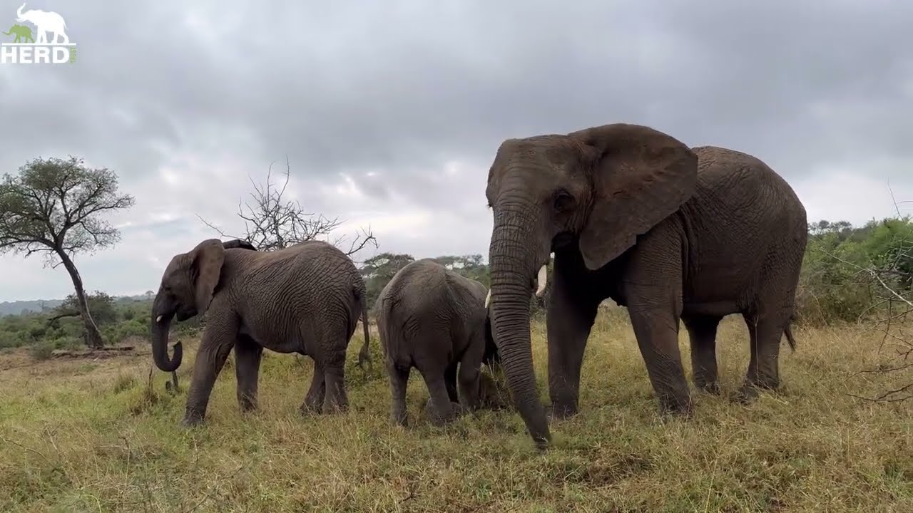 What You Can Tell About Elephants by Looking at Their Dung | Elephant & Plant Lessons 🐘🌿