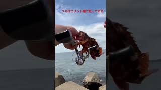 テトラの隙間は高級魚の巣窟