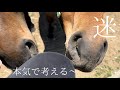 【1歳馬たち】　『じぃじを噛んではダメ。食べるものがあるから。』☘️☘️