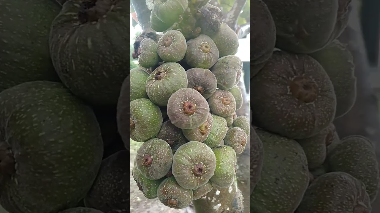 fig fruit 