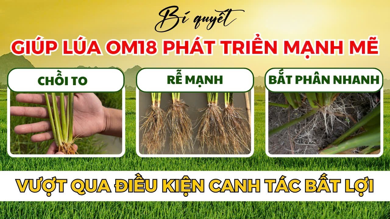 BVN - BÍ QUYẾT GIÚP LÚA OM18 CHỒI TO - RỄ MẠNH - BẮT PHÂN NHANH| VƯỢT ...