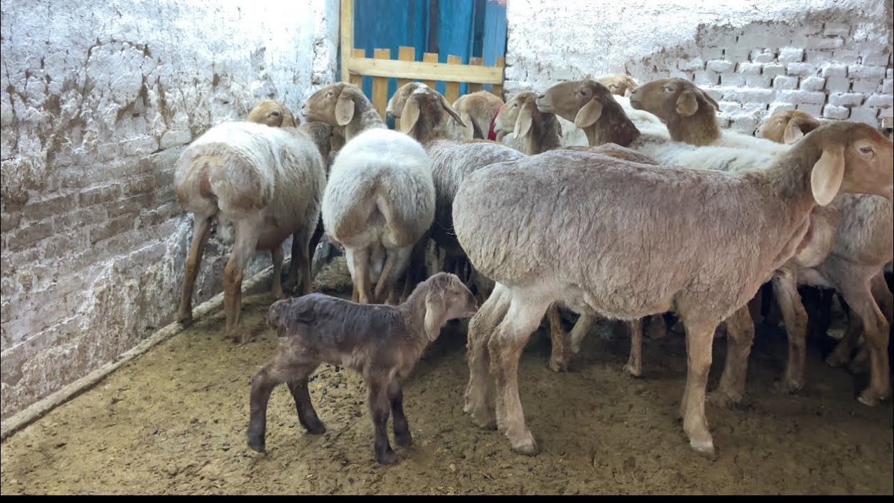 АРАШАНЬ НОМЭР АДИНЛАРИ СОТУВДА 😱😱 