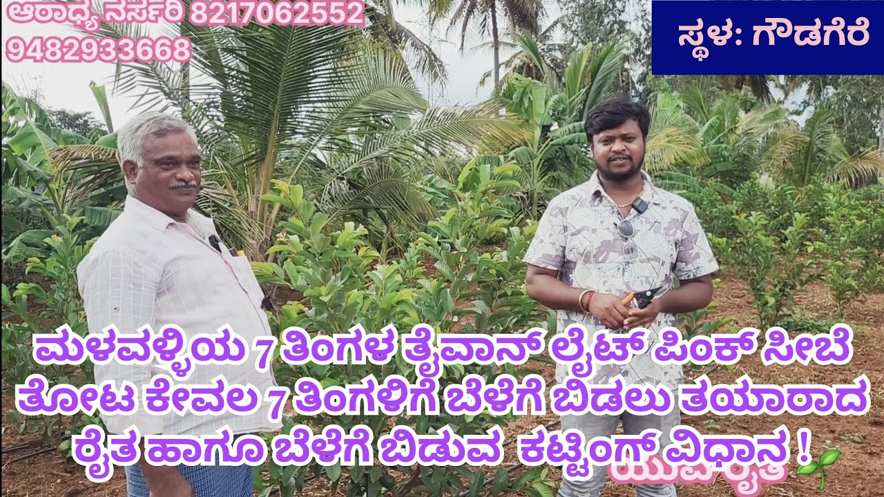 ಮಳವಳ್ಳಿಯ 7 ತಿಂಗಳ ತೈವಾನ್ ಸೀಬೆ ತೋಟ ಬೆಳೆಗೆ ಬಿಡುವಾಗ ಮಾಡಬೇಕಾದ ಕಟಿಂಗ್ ವಿಧಾನ , ಗೊಬ್ಬರಗಳ ಮಾಹಿತಿ