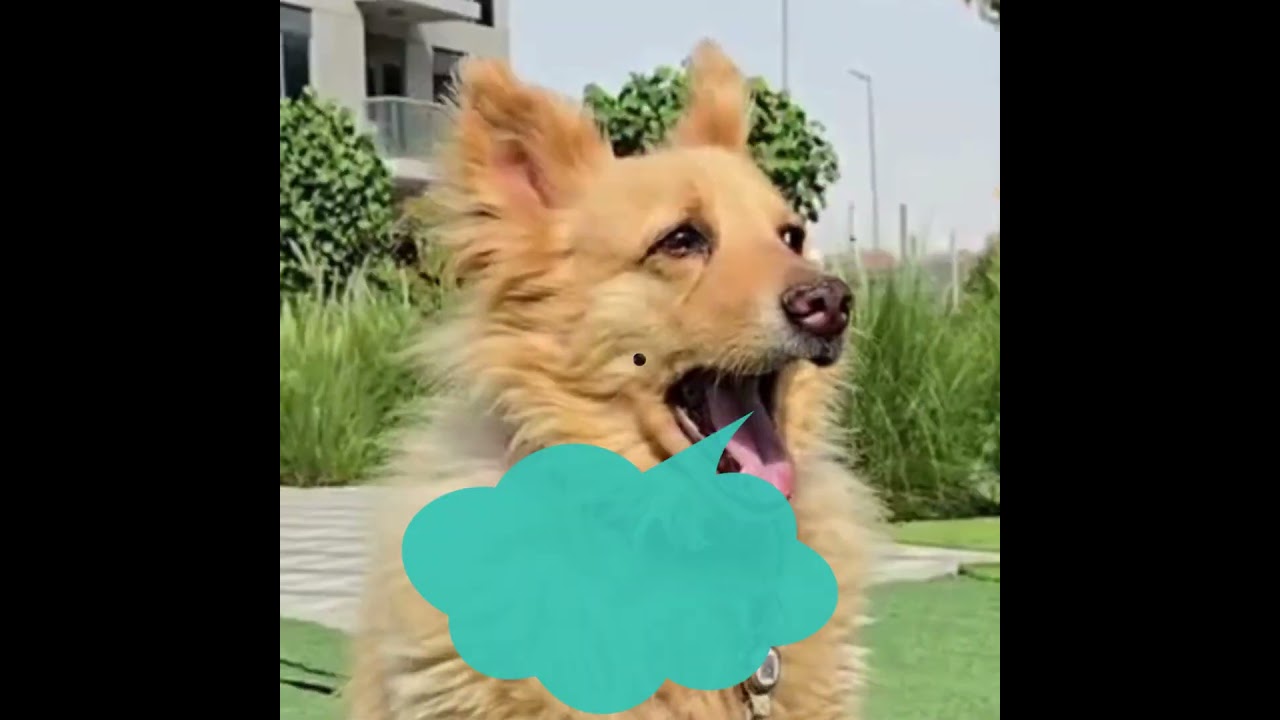 Where My Paws At Smart Pet Tags - The UAE's No1 Pet Safety App
