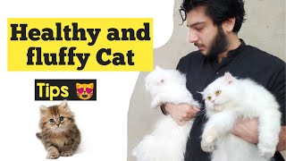 How to make Persian Cat healthy and Fluffy | care for Persian cat | tips for happy and healthy cat