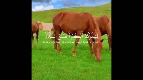 سورة الملك اسلام صبحي