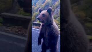 a Wild  brown bear cross over the road