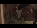 Horse feeding and nutrition  purina animal nutrition