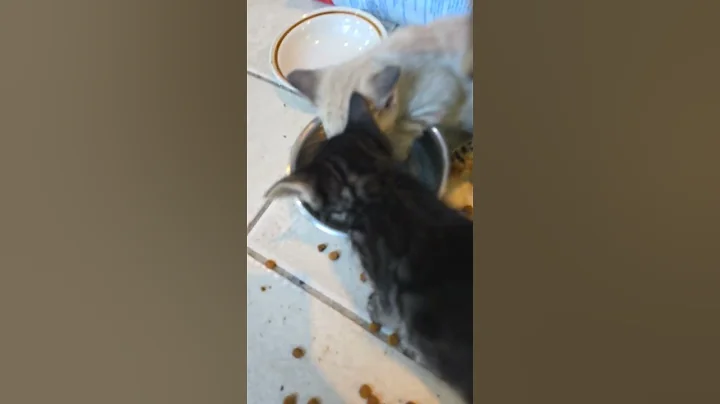 Video 4968211: bengal cat kitten, bengal cat drinking