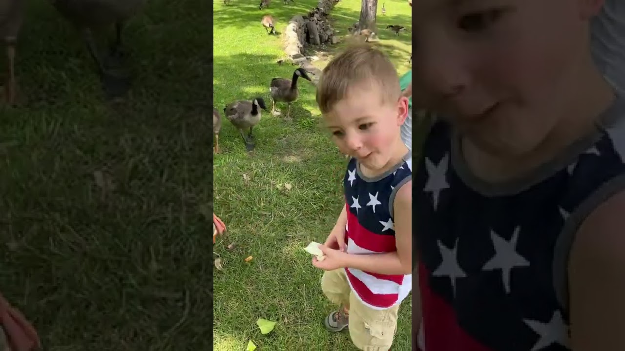 Feeding Geese