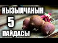 Кызылчанын 5 пайдасы / таң калычтуу / пайдалуу кеңештер