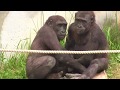 東山ゴリラ アニー&キヨマサ35 Annie&Kiyomasa child gorilla play