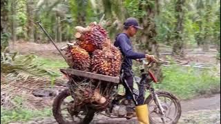 #hasil manen 2hextar tembus 5ton#@edisugiran4266 #motirlangsirsawit