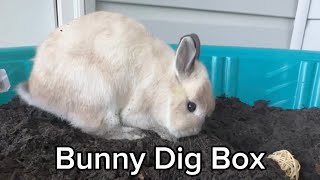 Bunnies’ First Time Trying a Homemade Dig Box