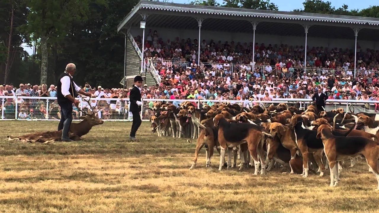Démonstration à la Fête de la Chasse