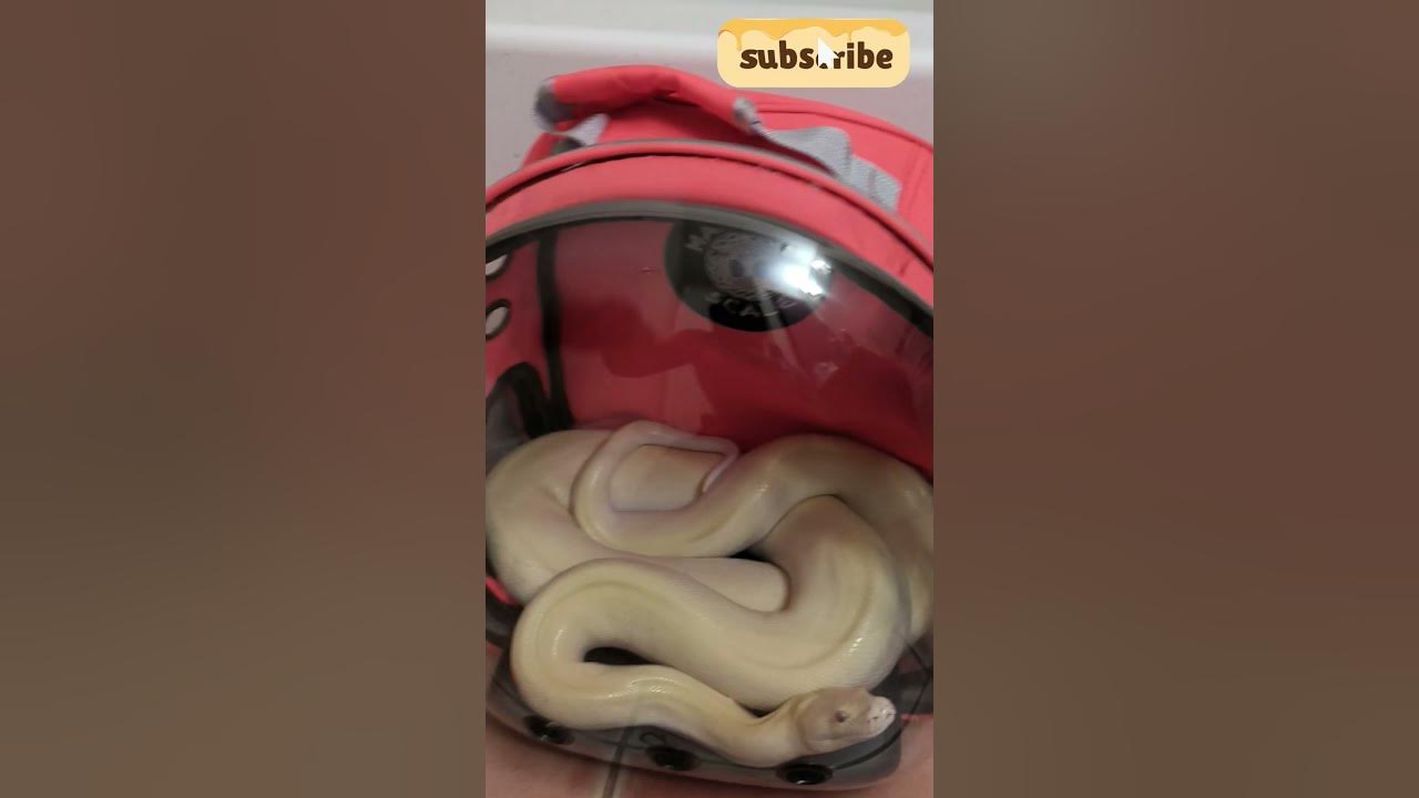 BURMESE Python handling and Care.#reptiles #snake #burmesepython - YouTube