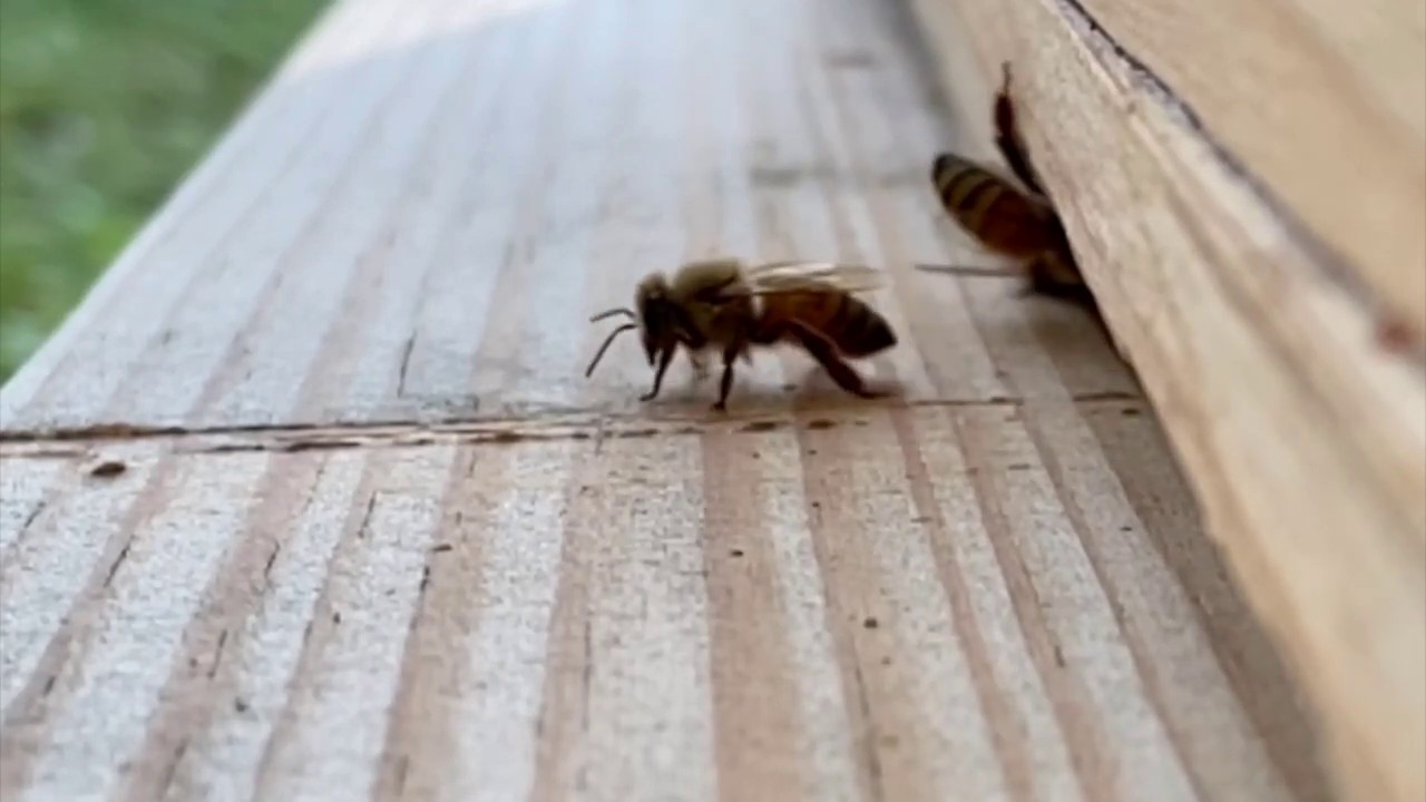 Bees in slow motion YouTube